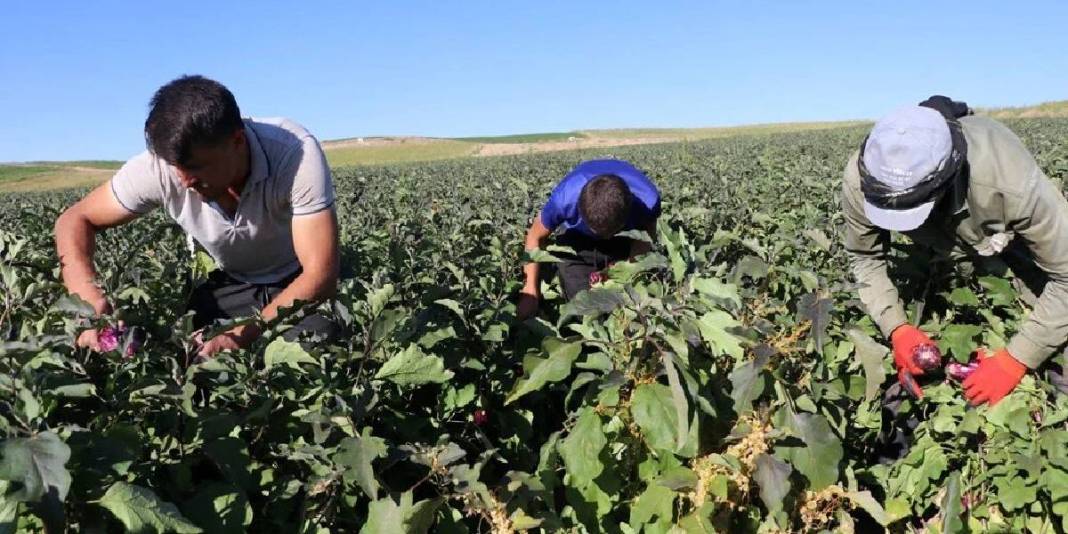 Mor-beyaz çizgisi, çekirdeksiz yapısı, coğrafi işareti… Bu tür diğerlerinden çok farklı: Oradaki herkesin geçim kaynağı 2